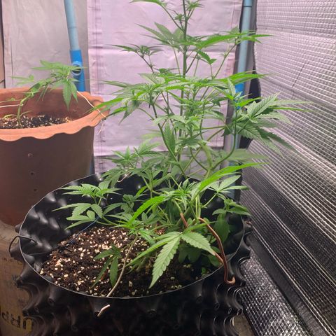 Blue Dream Auto growlog photo: Flowering