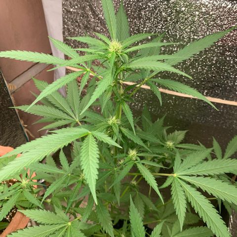 Blue Dream Auto growlog photo: 3 weeks 