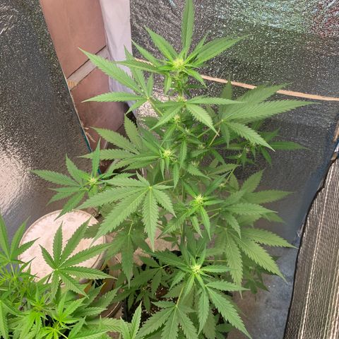 Blue Dream Auto growlog photo: 3 weeks 