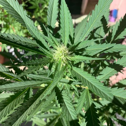 Blue Dream Auto growlog timeline photo