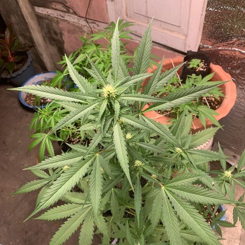 Blue Dream Auto growlog timeline photo