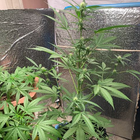 Blue Dream Auto growlog timeline photo