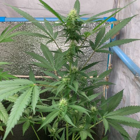 Blue Dream Auto growlog timeline photo