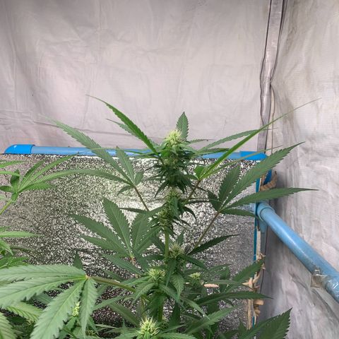 Blue Dream Auto growlog timeline photo