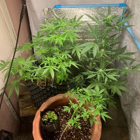 Blue Dream Auto growlog timeline photo