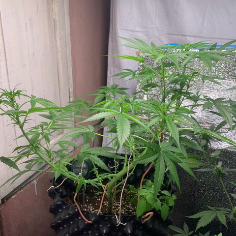 Blue Dream Auto growlog timeline photo