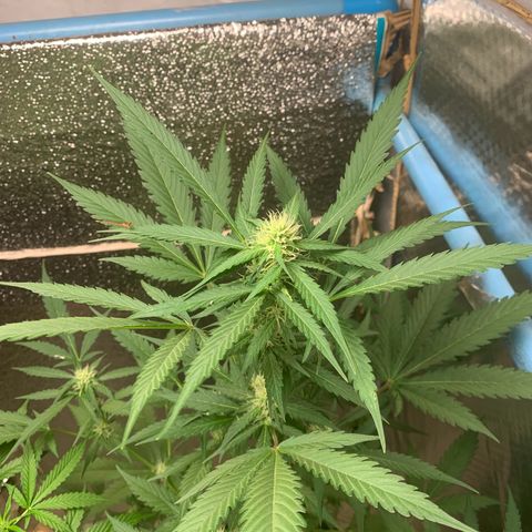 Blue Dream Auto growlog timeline photo