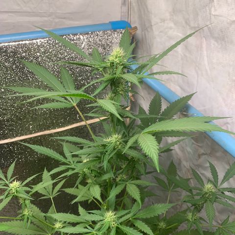 Blue Dream Auto growlog timeline photo