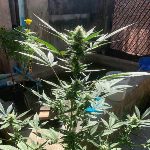Blue Dream Auto growlog timeline photo