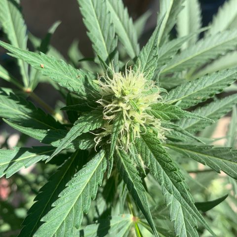 Blue Dream Auto growlog timeline photo