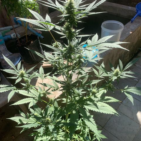 Blue Dream Auto growlog timeline photo