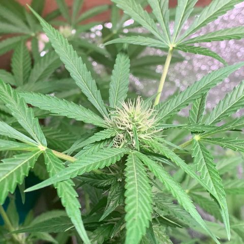 Blue Dream Auto growlog timeline photo