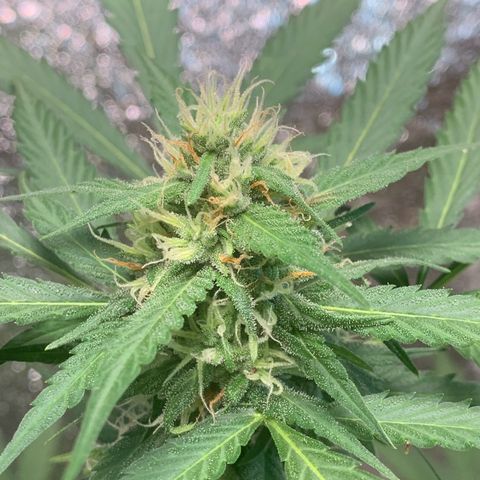 Blue Dream Auto growlog timeline photo