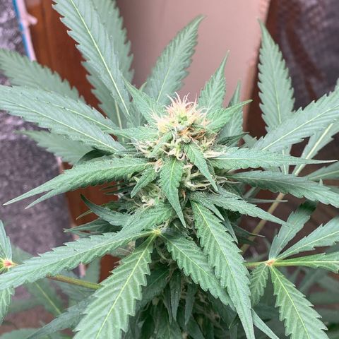 Blue Dream Auto growlog timeline photo
