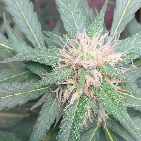 Blue Dream Auto growlog timeline photo