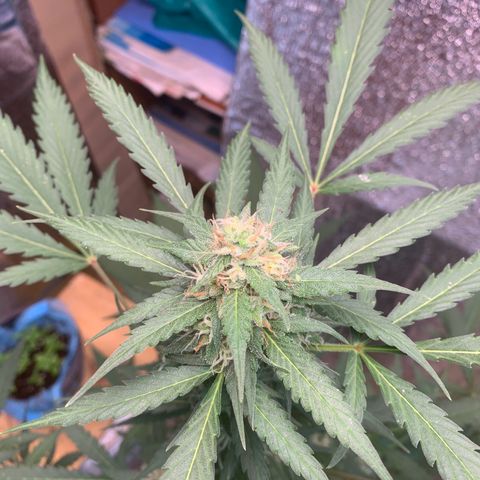 Blue Dream Auto growlog timeline photo