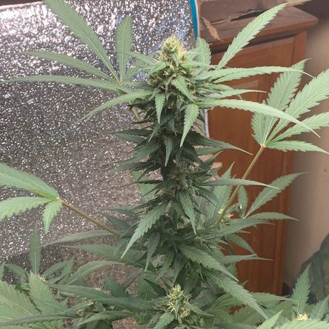 Blue Dream Auto growlog timeline photo