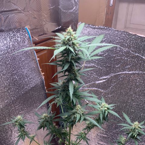 Blue Dream Auto growlog timeline photo