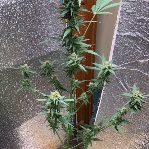 Blue Dream Auto growlog timeline photo
