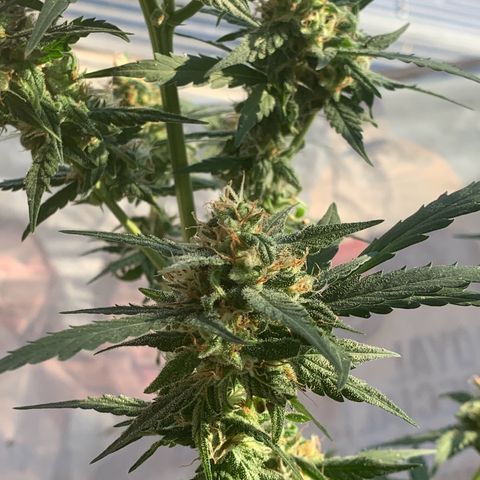 Blue Dream Auto growlog timeline photo