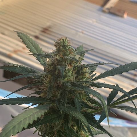 Blue Dream Auto growlog timeline photo