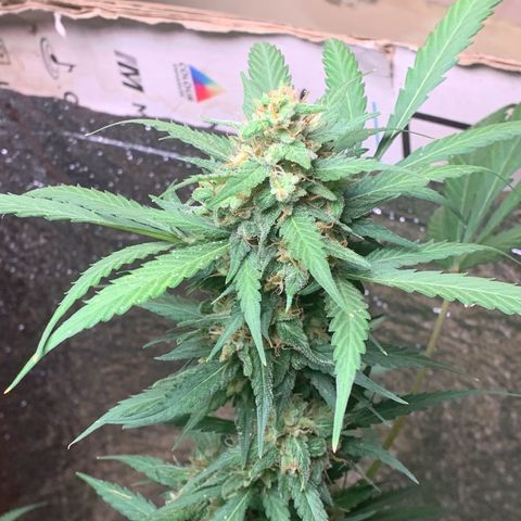Blue Dream Auto growlog timeline photo