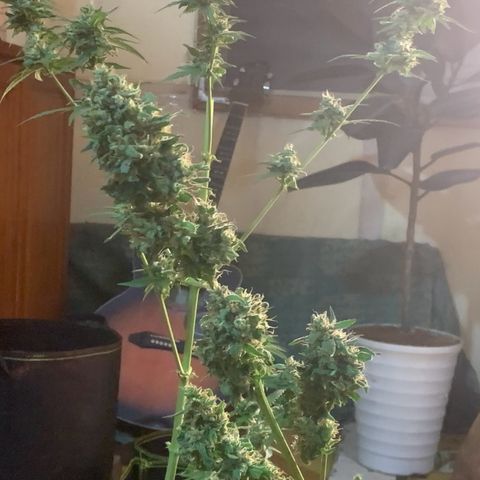 Blue Dream Auto growlog timeline photo