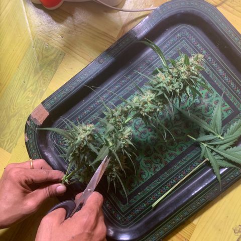 Blue Dream Auto growlog timeline photo