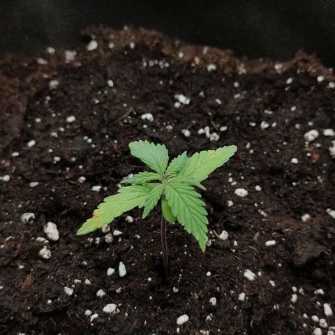 Amnezia growlog timeline photo