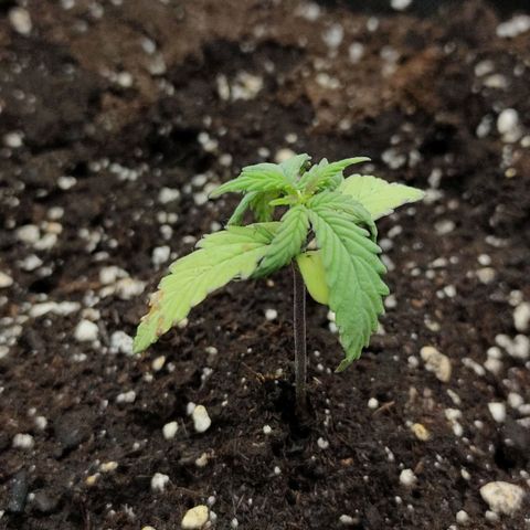 Amnezia growlog timeline photo