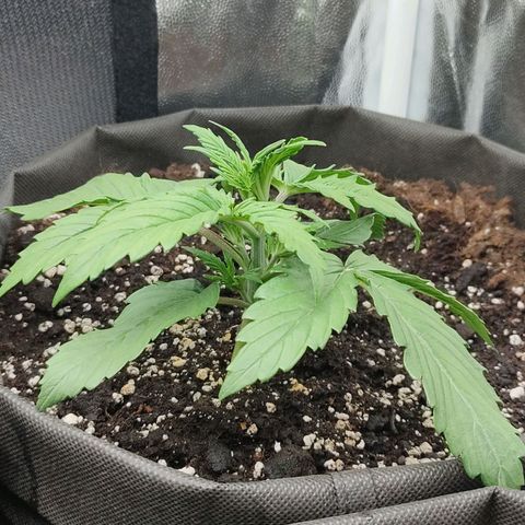 Skywalker  growlog timeline photo