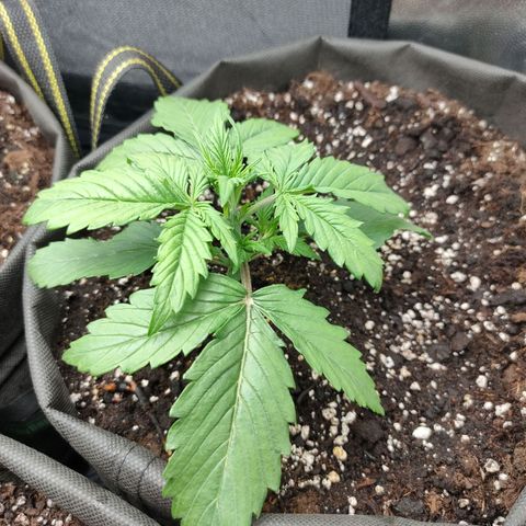 Skywalker  growlog timeline photo