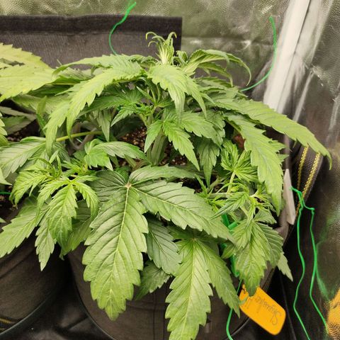 Skywalker  growlog timeline photo