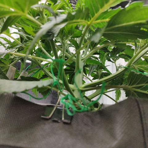 Skywalker  growlog timeline photo