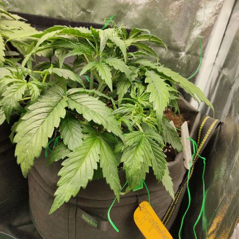 Skywalker  growlog timeline photo