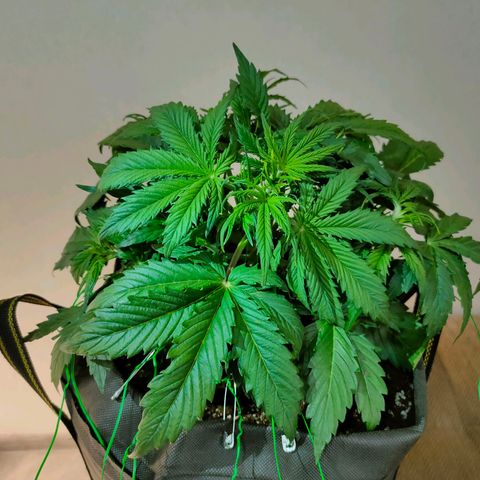 Skywalker  growlog timeline photo