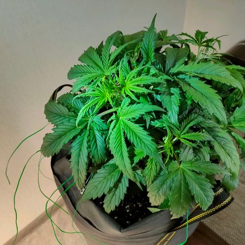 Skywalker  growlog timeline photo