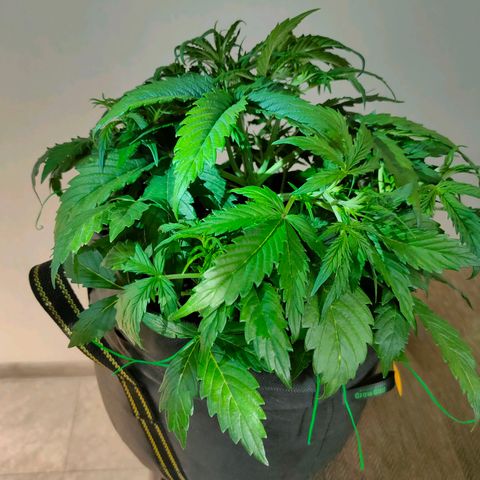 Skywalker  growlog timeline photo