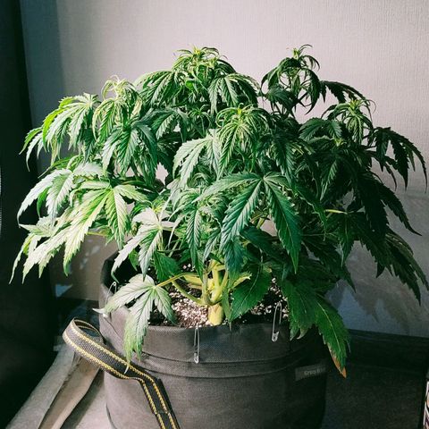 Skywalker  growlog timeline photo