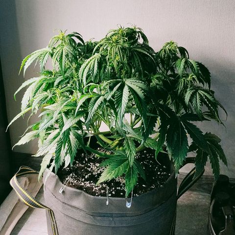 Skywalker  growlog timeline photo