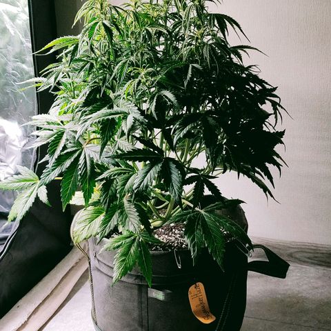 Skywalker  growlog timeline photo