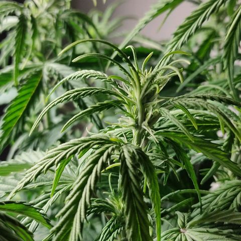 Skywalker  growlog timeline photo