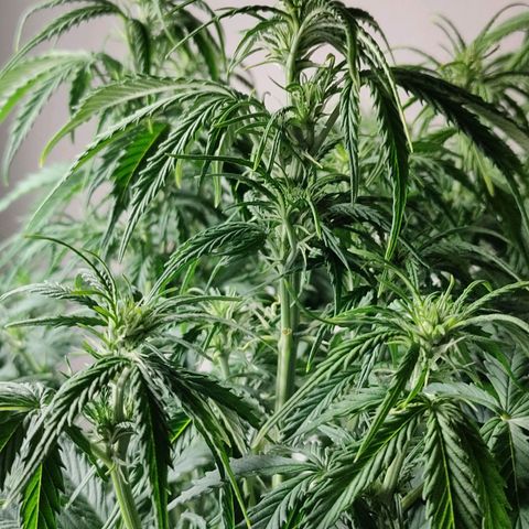 Skywalker  growlog timeline photo
