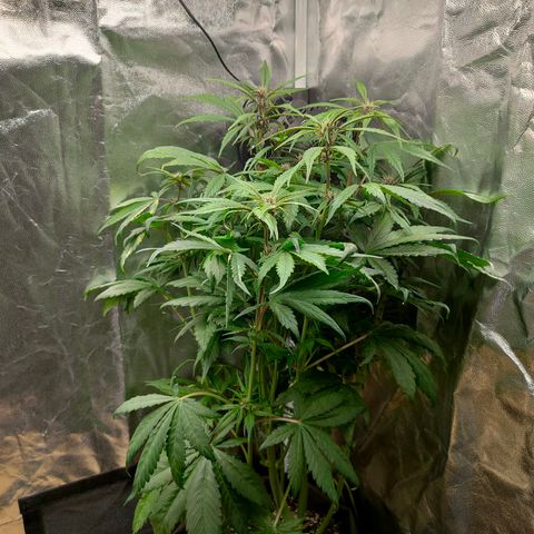 Blackberry growlog timeline photo