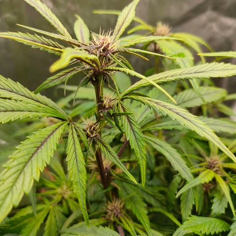 Blackberry growlog timeline photo
