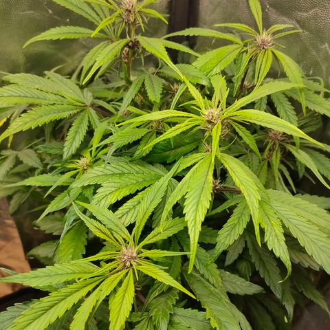 Blackberry growlog timeline photo