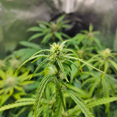 Skywalker  growlog timeline photo