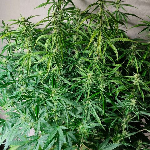 Skywalker  growlog timeline photo