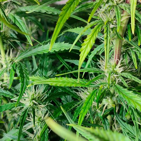Skywalker  growlog timeline photo