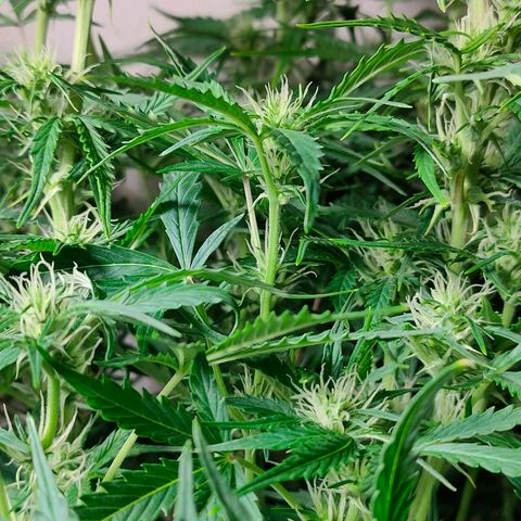 Skywalker  growlog timeline photo